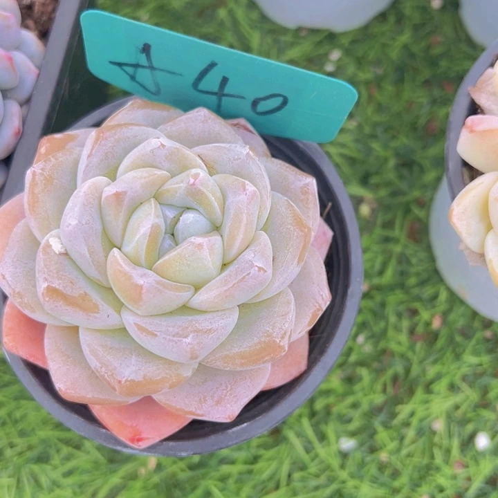 健健康康平平安安