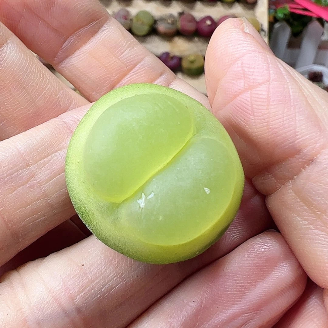 拉登2.5拿铁多肉植物馆…………