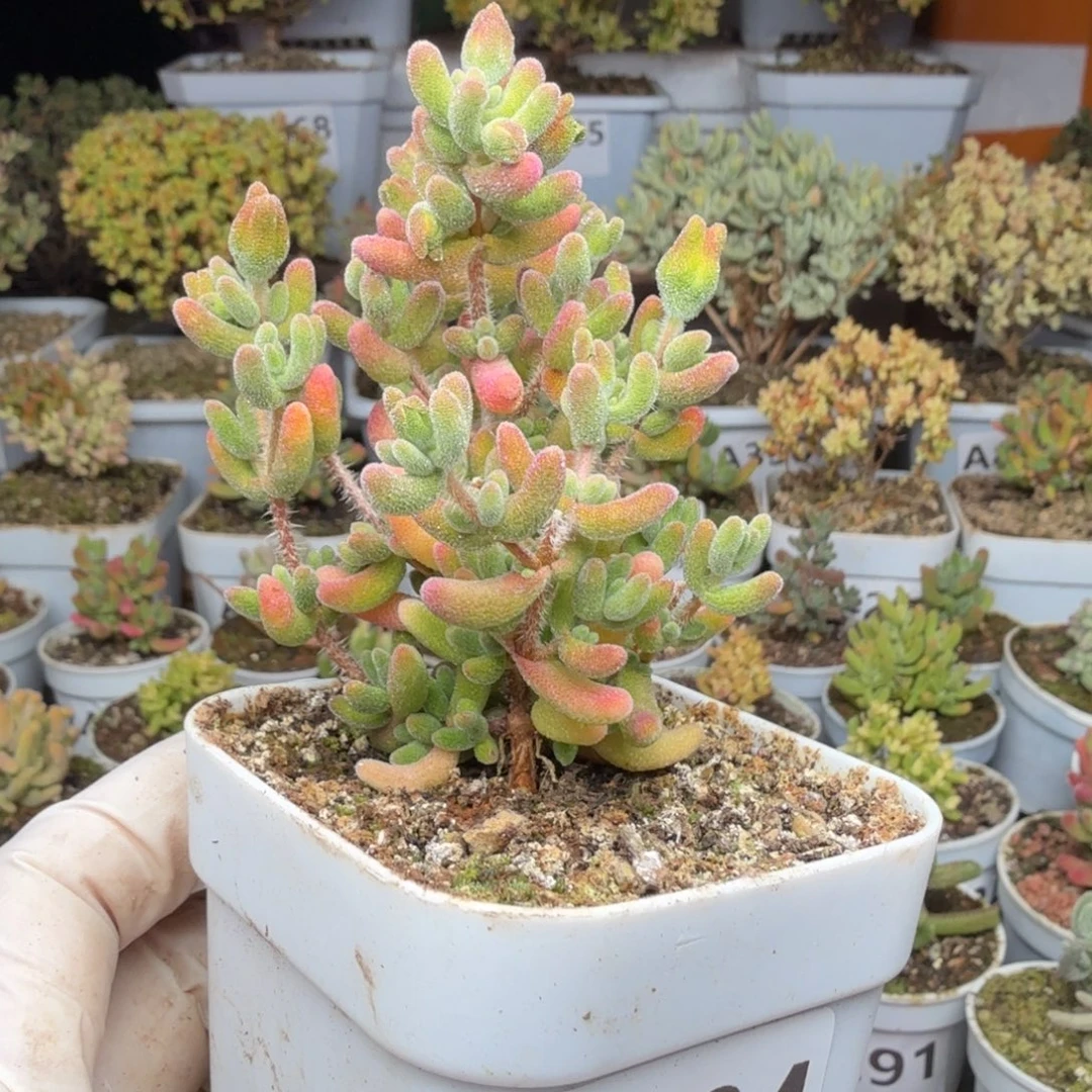 A804红叶枝干一物一拍