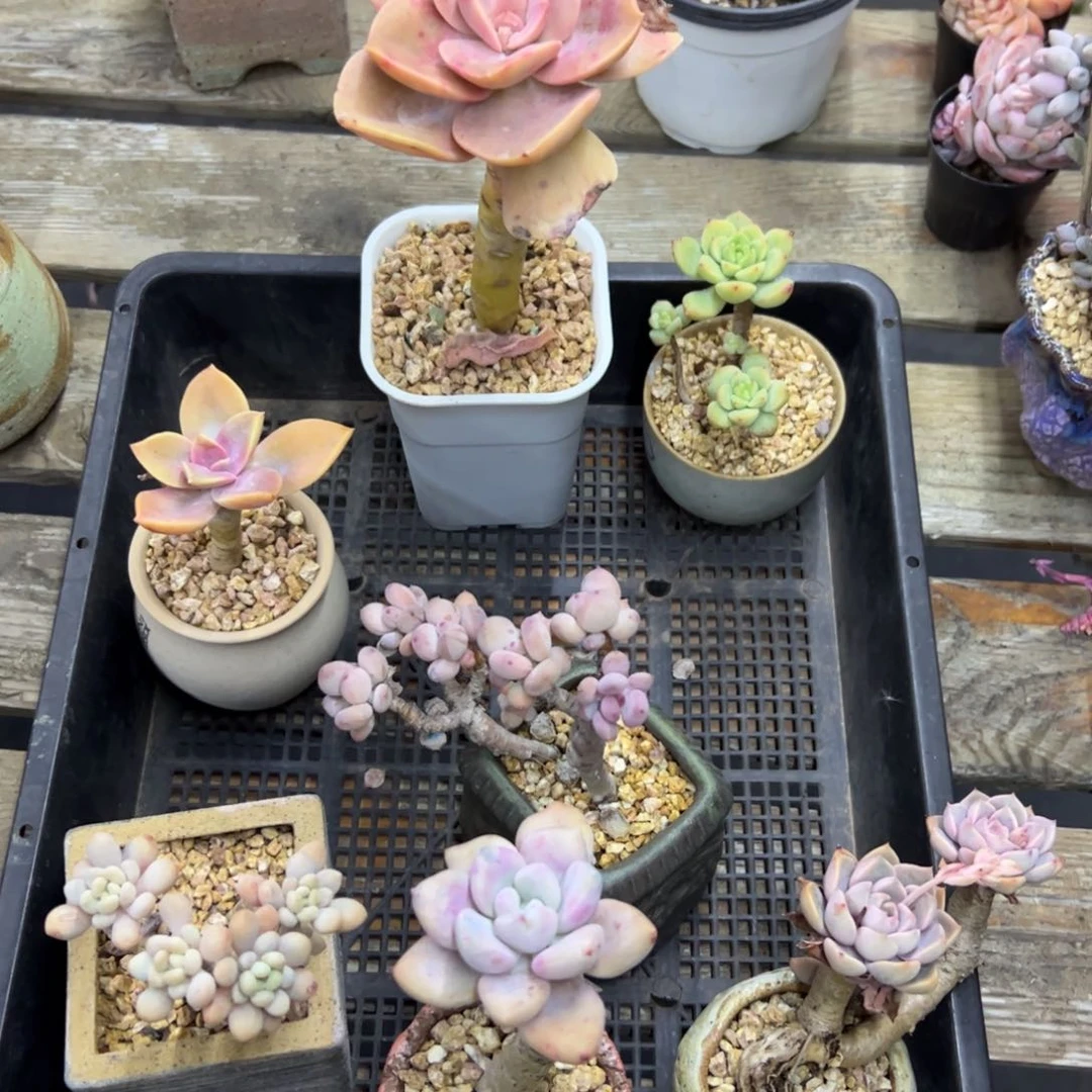 苏**呀一筐18 零零多肉植物