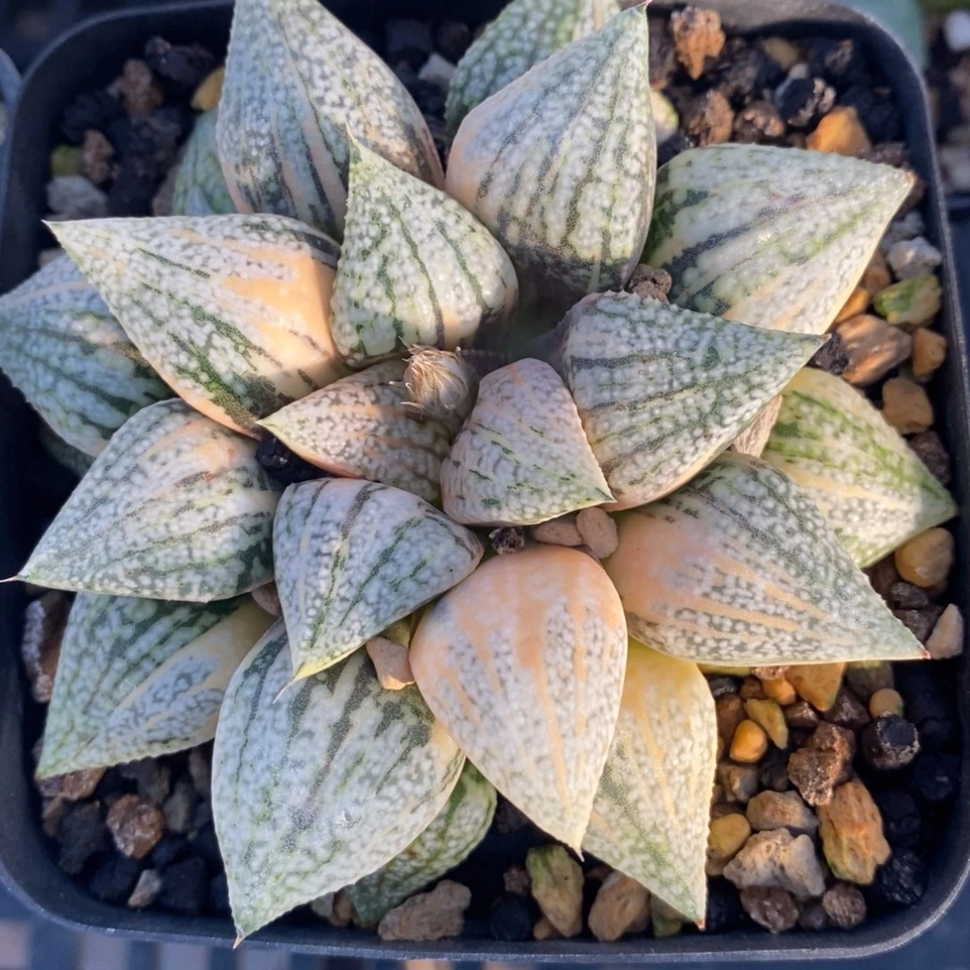 一颗实生白银锦。