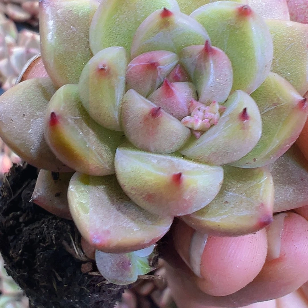 晴空珍妮3个19包邮