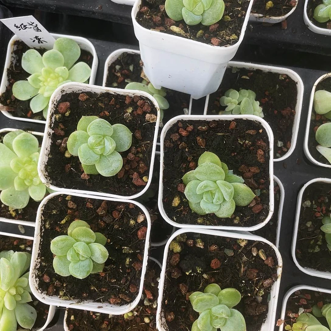 财442 中苗盆外棚一个满25包邮