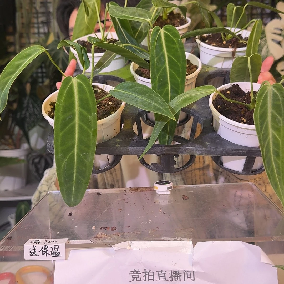 完全开放火鹤后随机发