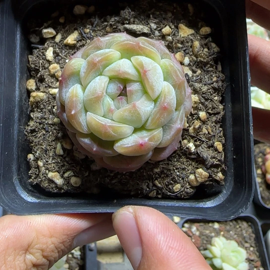 一物一拍麦秆珍妮04274