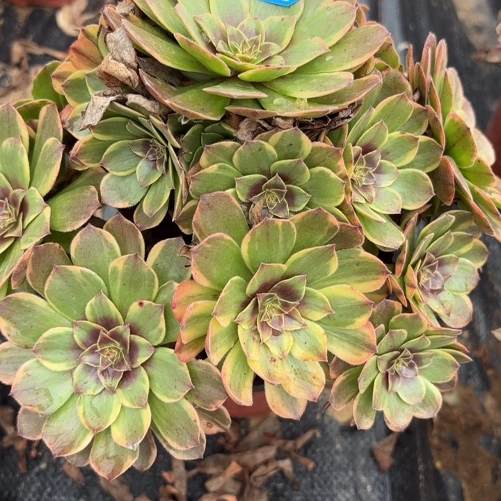 半夏多肉不包损10