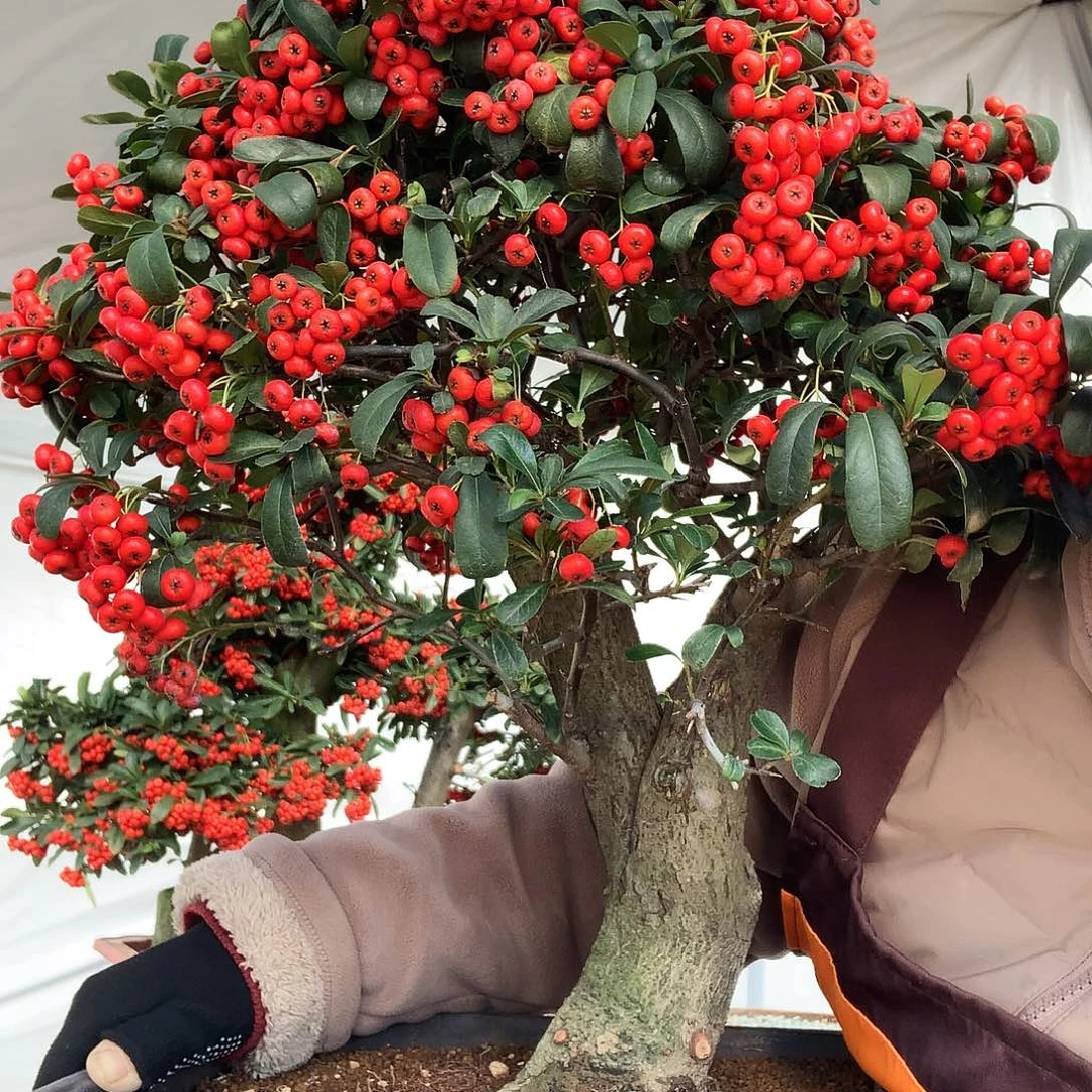 分***）完全开放火棘盆景