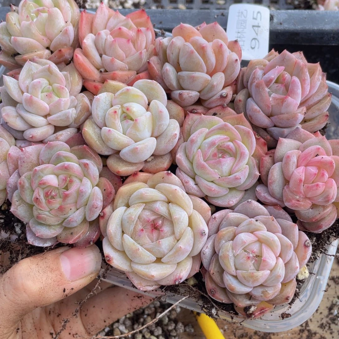 多肉植物多肉植物945