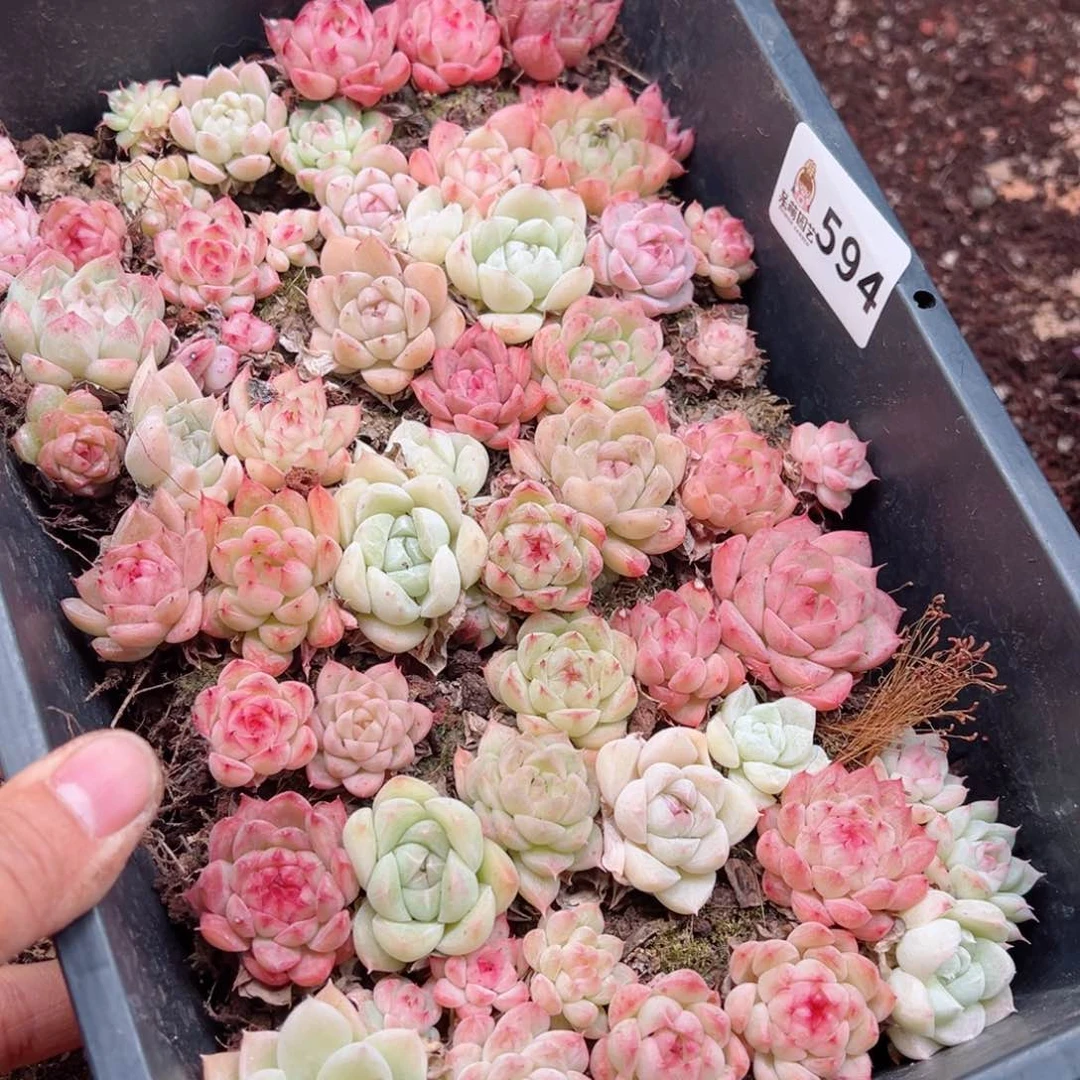 顺****好多肉植物多肉植物