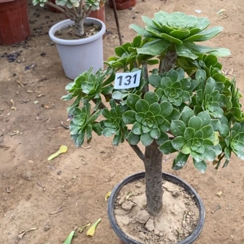 131绿法师多肉法师