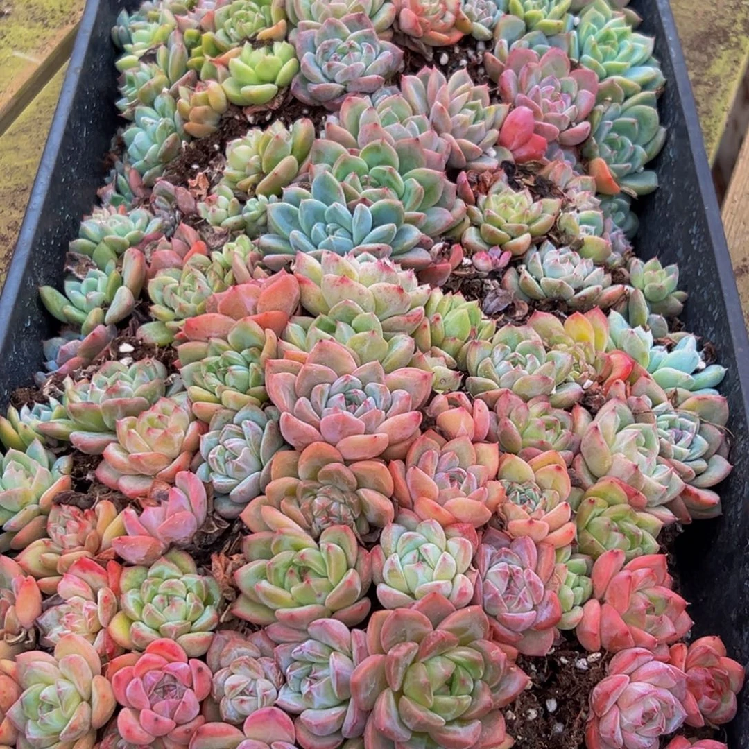 563不包售后不包邮不包邮不包