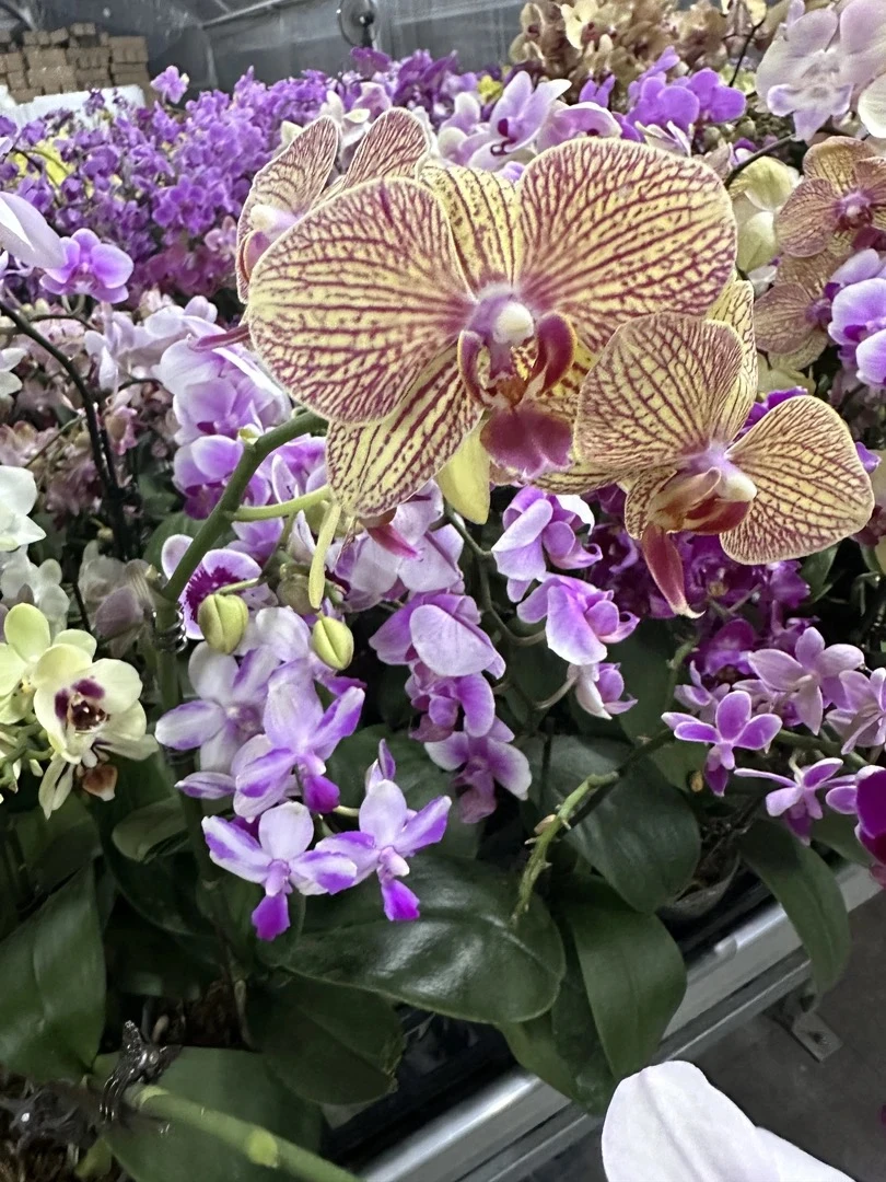 蝴蝶兰【开花株】随机品种带花 室内花花 广州基地直发