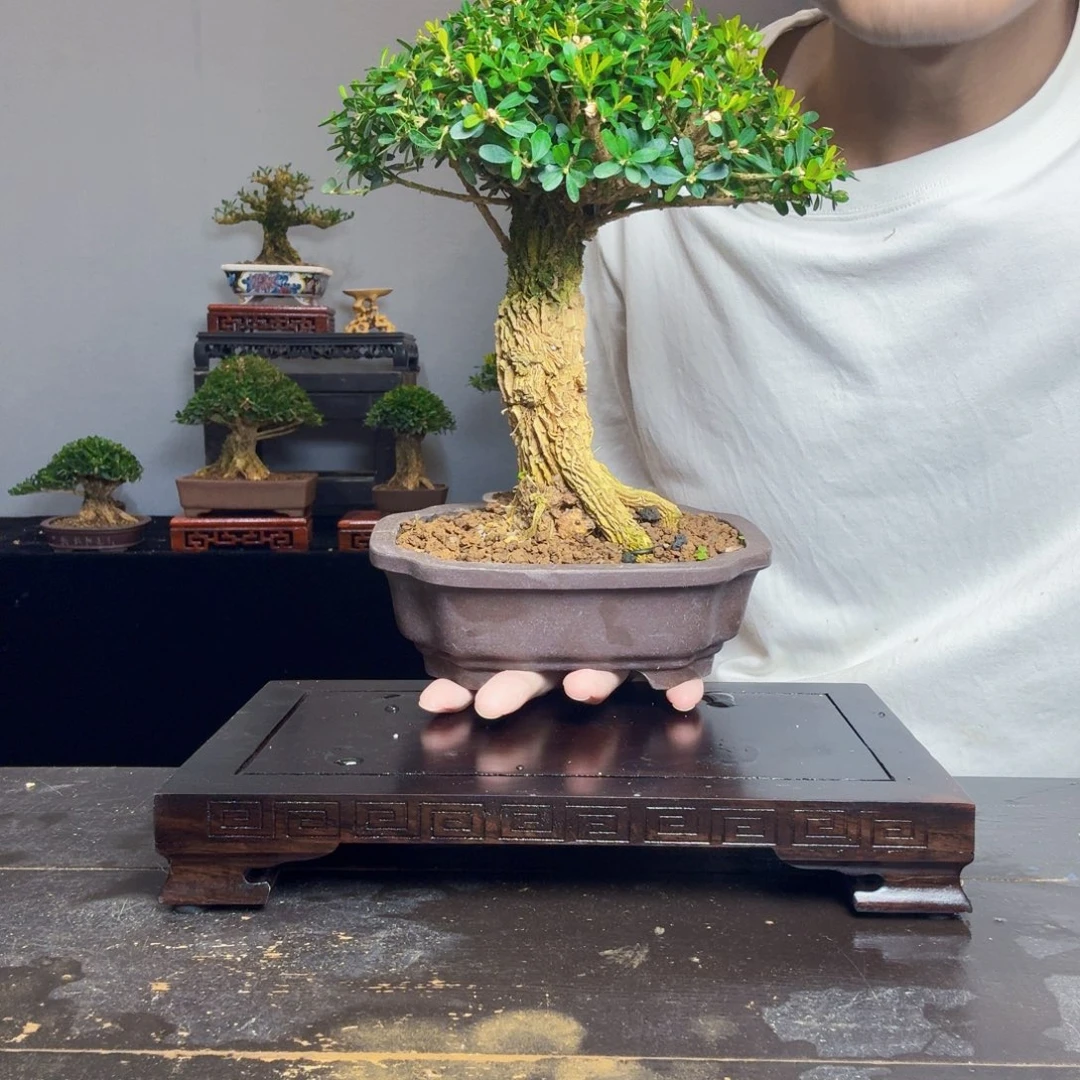 星***空无花朵黄杨盆景一物一拍