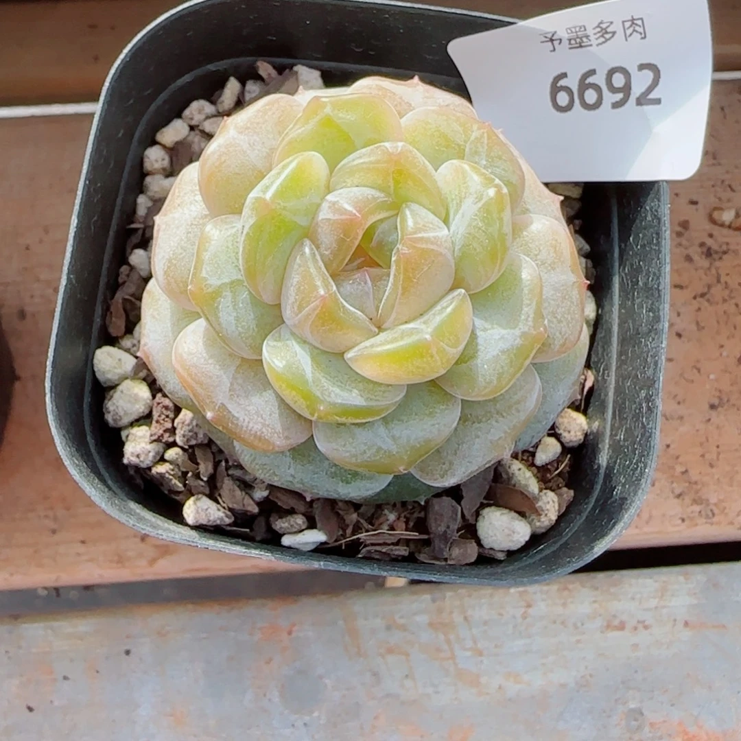 彩恋，6692多肉植物