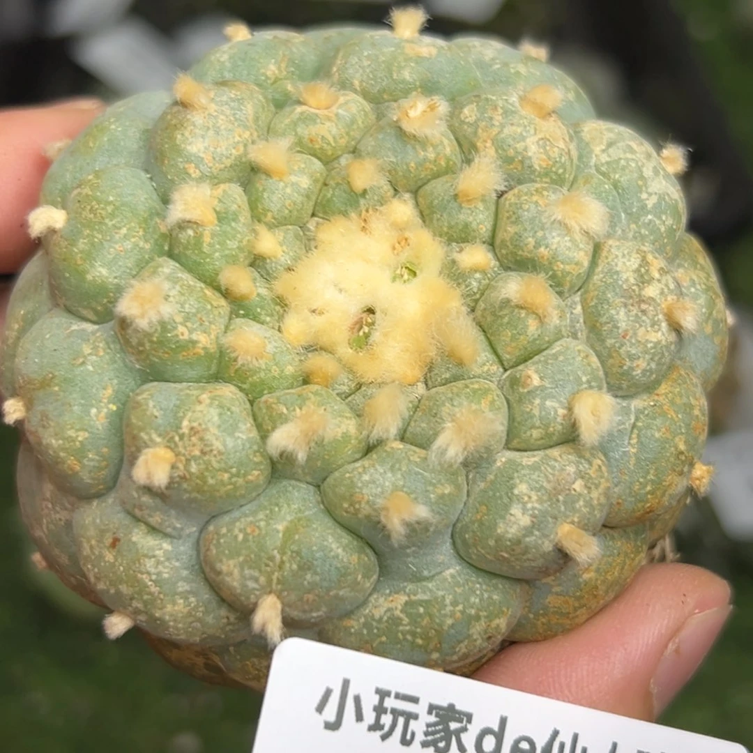 340 仙人球的海鲜