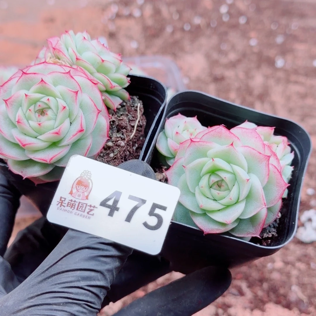 紫***x多肉植物多肉植物