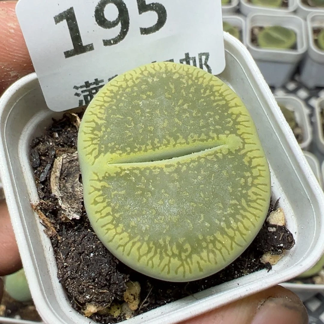 【闪购商品】 195。