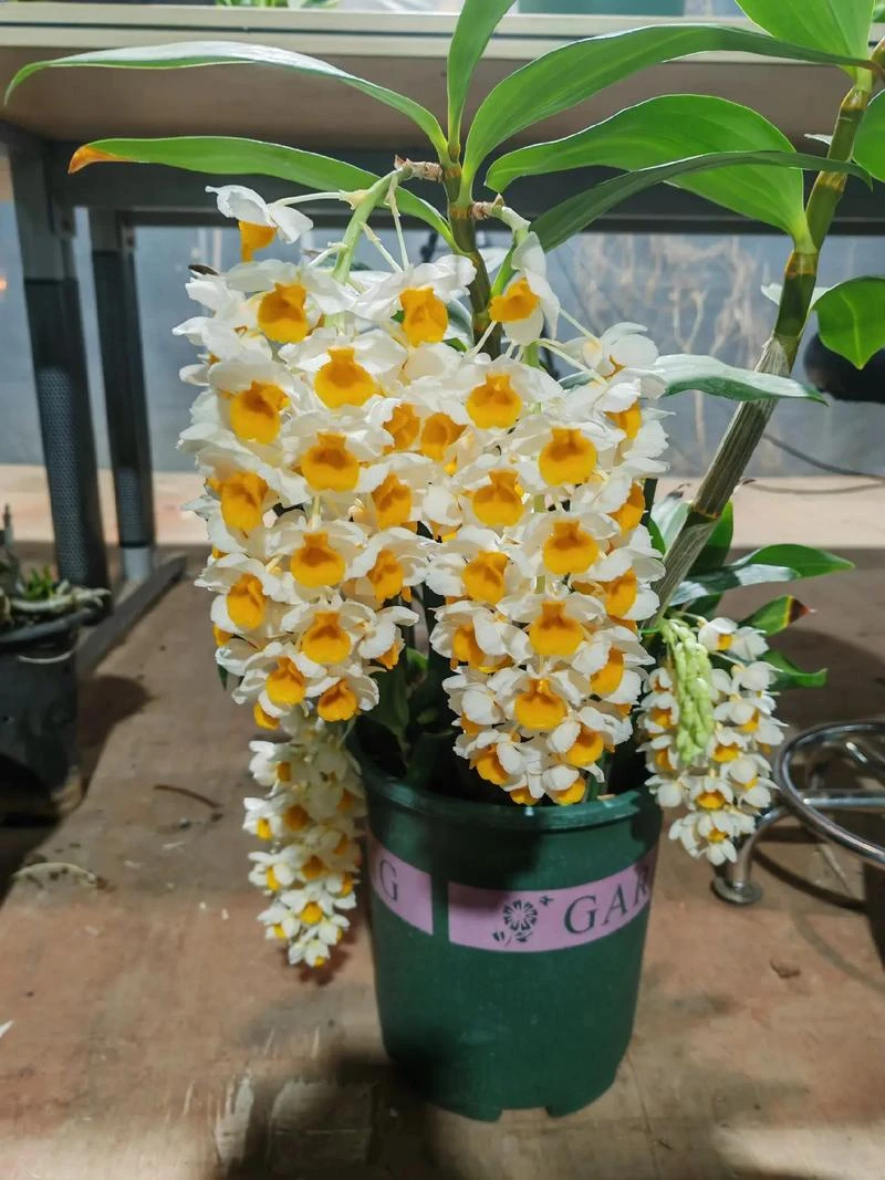 球花石斛盆景户外生态养护春夏秋花期可庭院室内养植