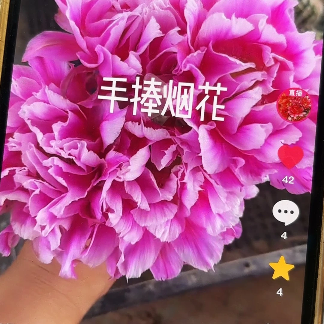 烟花彩侧牙20包邮仙人球6