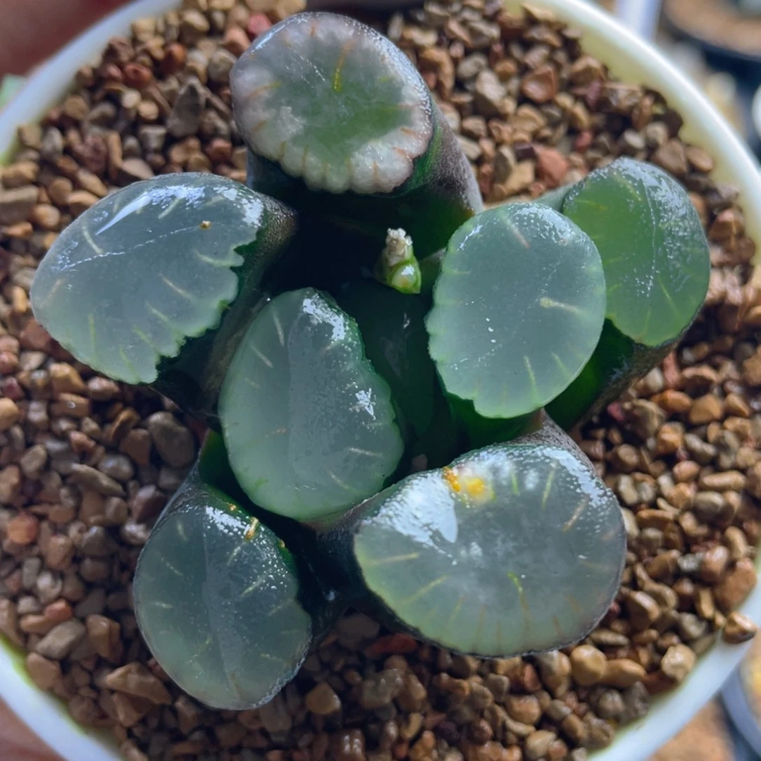 19.十二卷多肉巨大化红月亮万象。