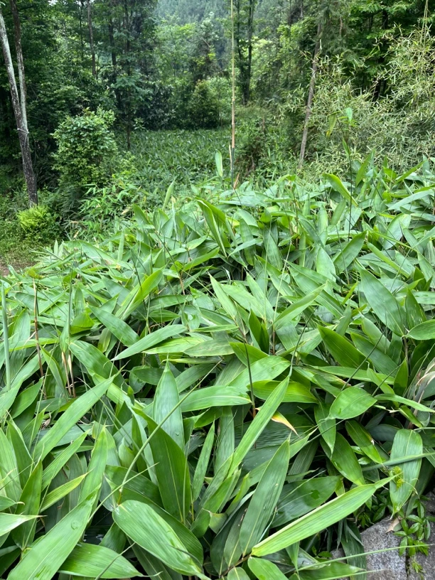 恩施新鲜粽叶纯天然箬叶包粽子专用叶（100张大号新鲜现摘粽子叶）