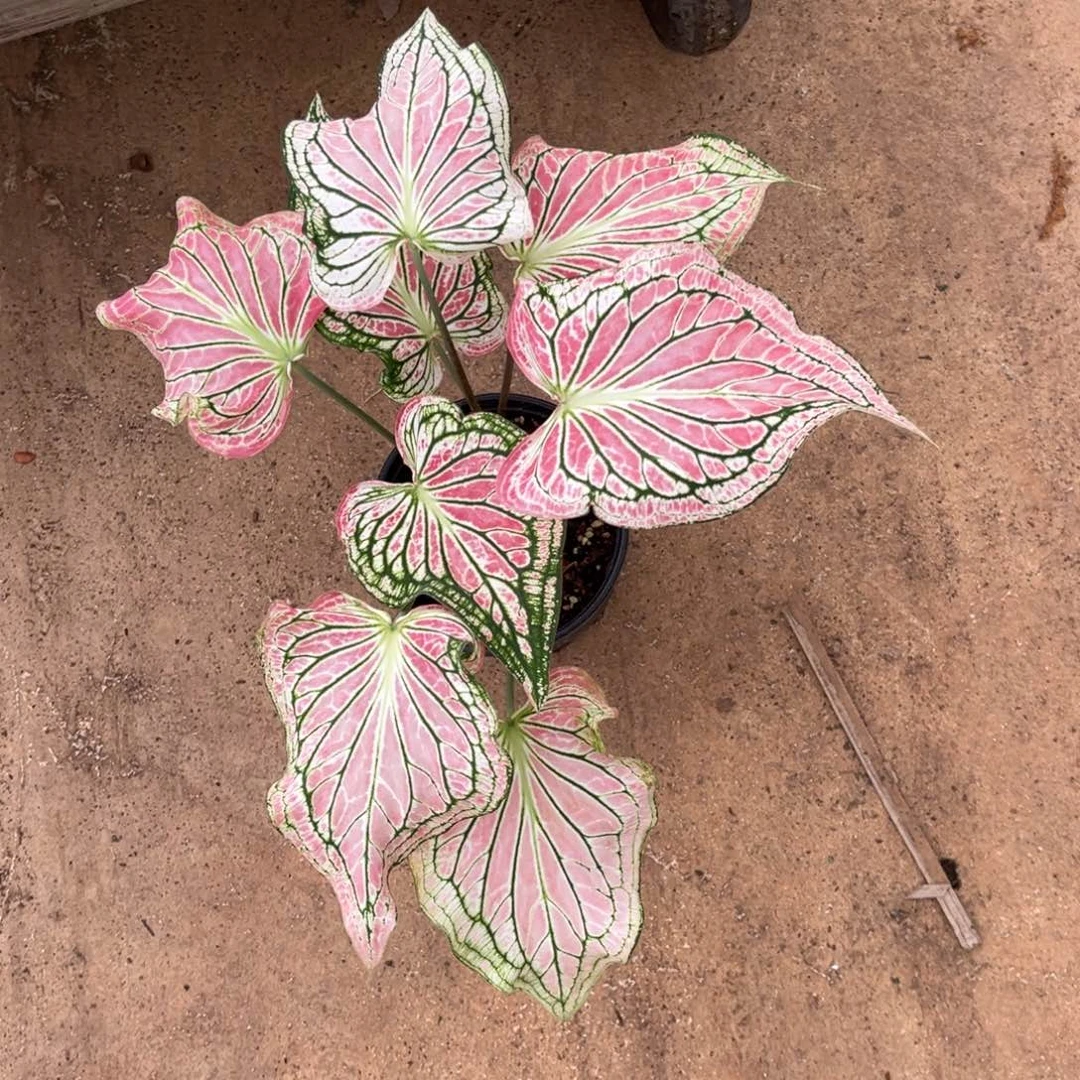 无花朵生****?粉色和声