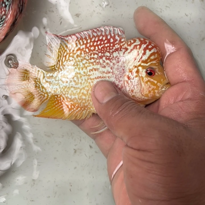 观***羊罗汉鱼388//////////