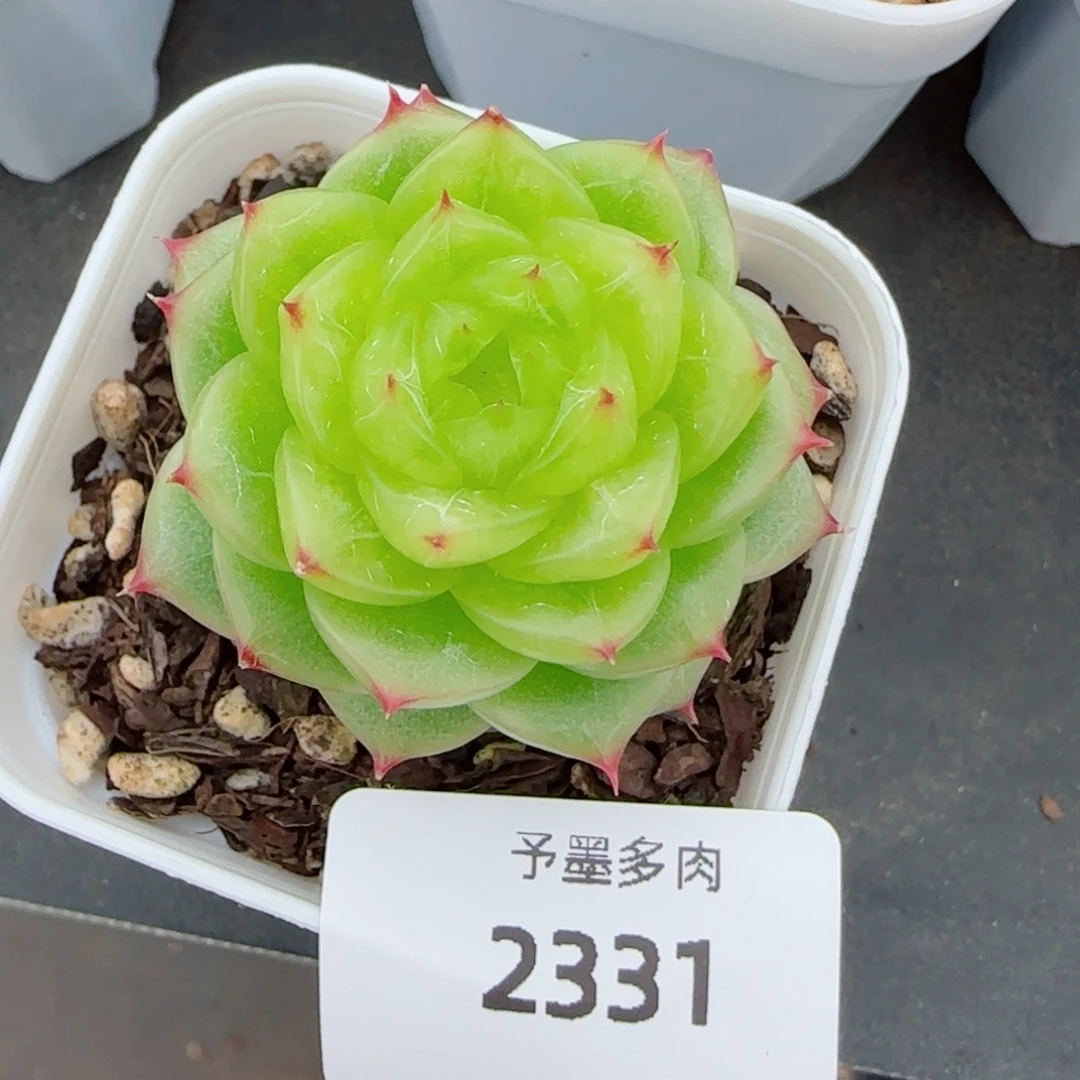 杜若珍妮，2331多肉植物