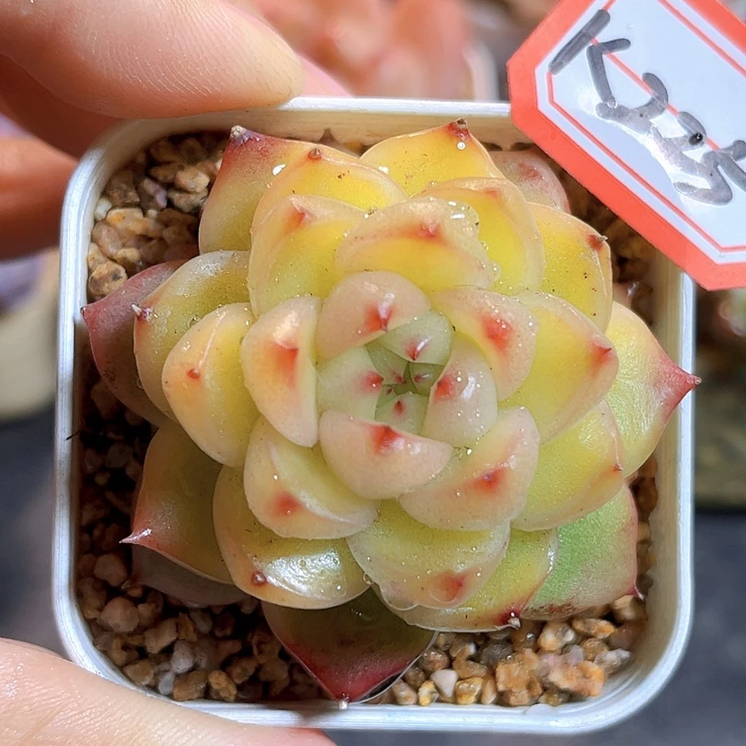 K225  空灵珍妮 满18包邮