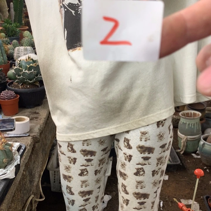 平丸2号。。。。。。。。。。。