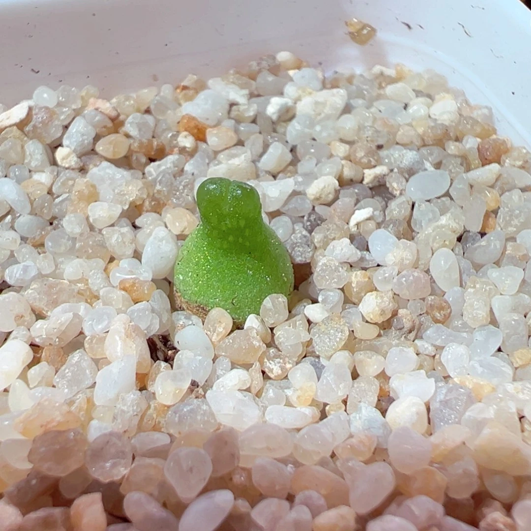 627-758多肉小葫芦