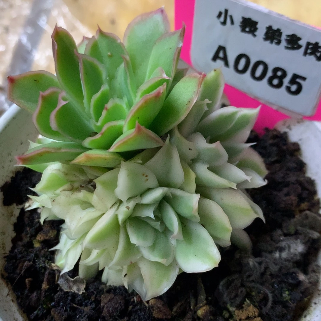 85紫蝴蝶手捧哈哈哈