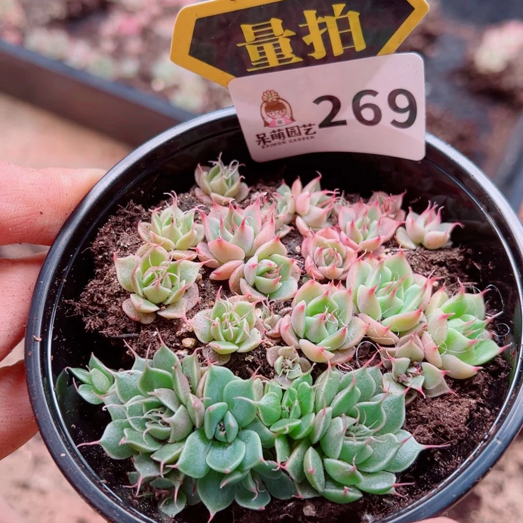 多肉植物多肉植物