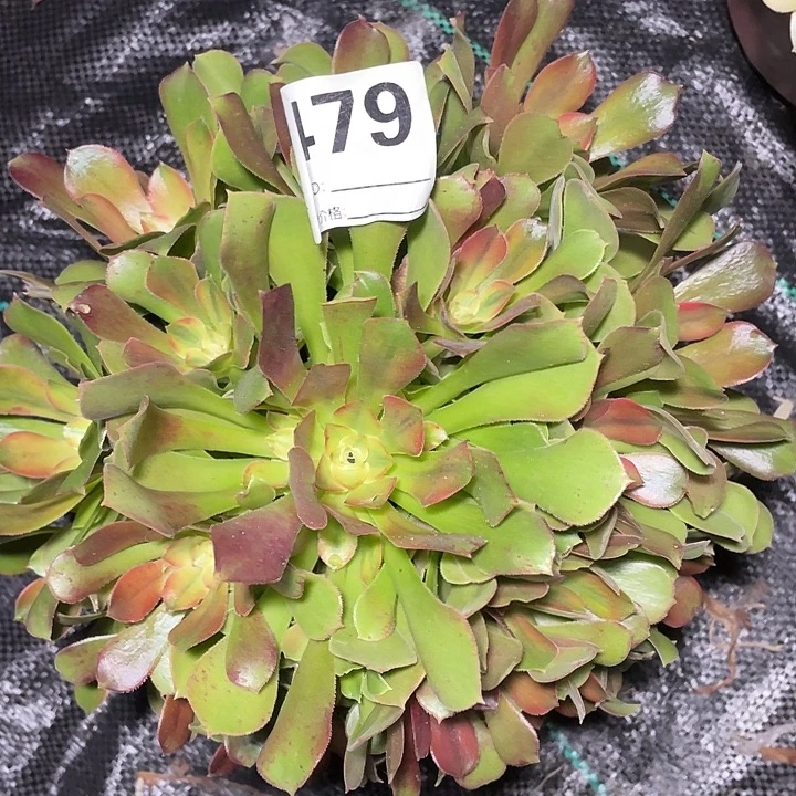 479绍修七彩法师3-10