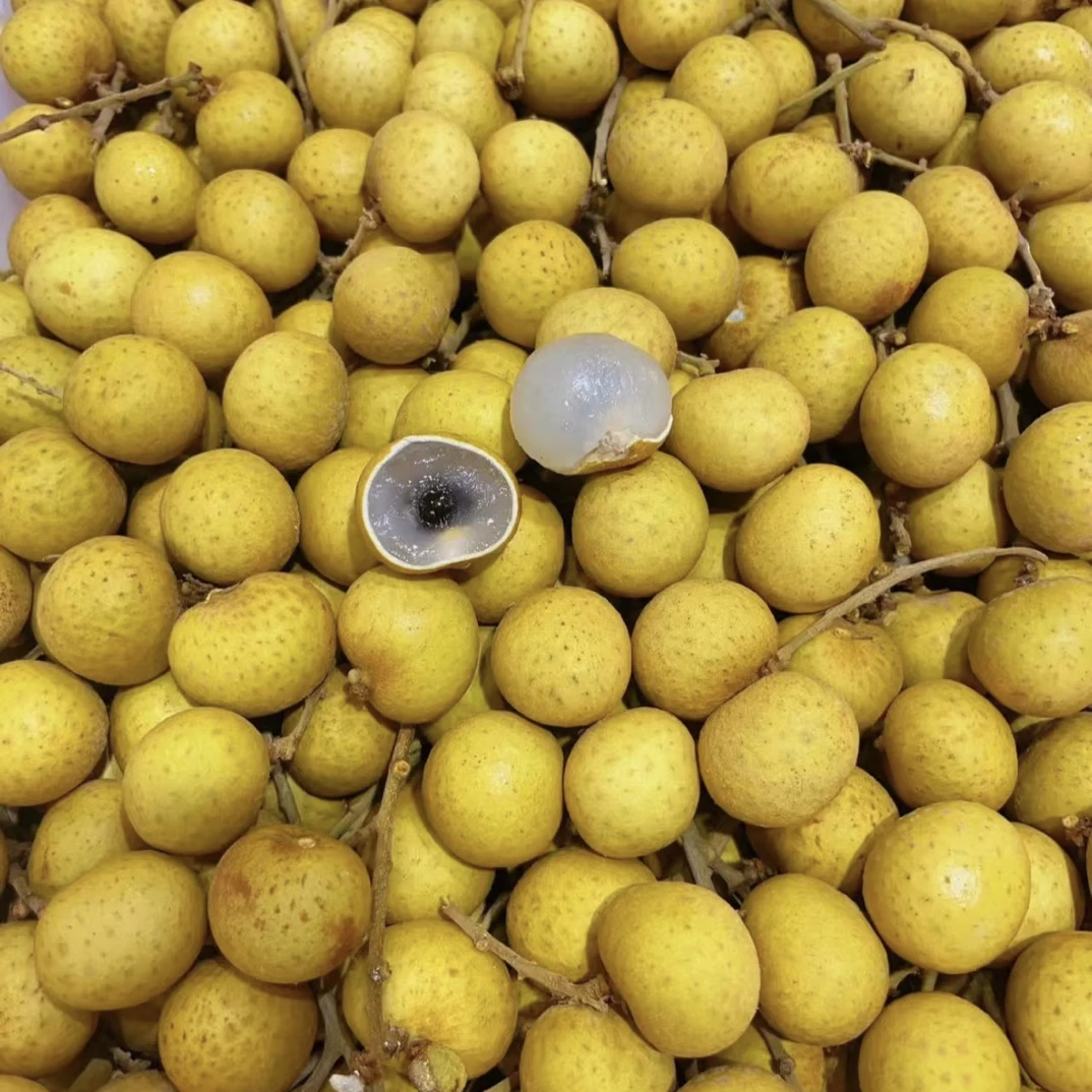 新鲜龙眼现摘现发桂圆应当季水果鲜甜肉嫩多汁水份充足孕妇水果