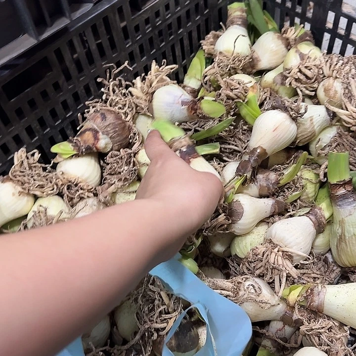 双王2球残次球不包售后自然球