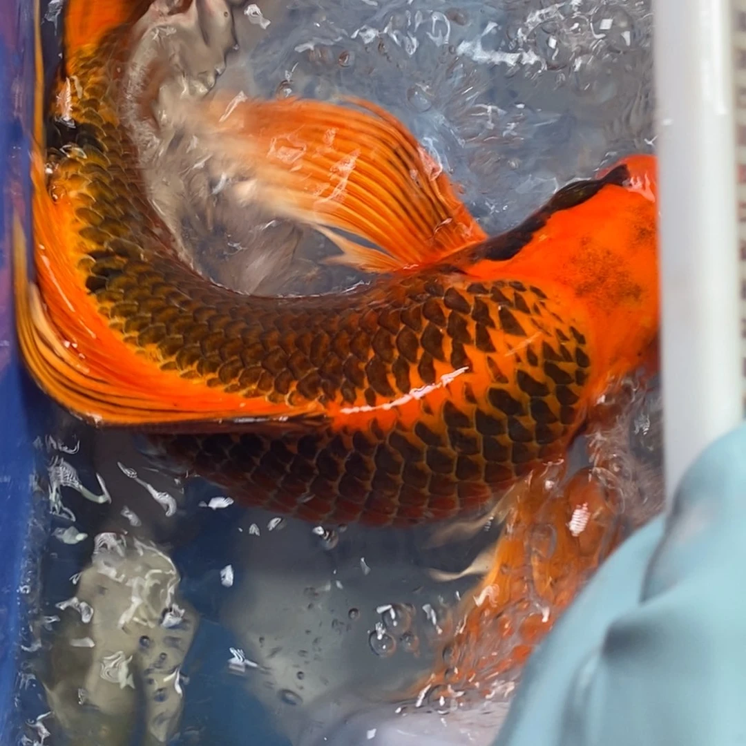 锦鲤冷水锦鲤包邮