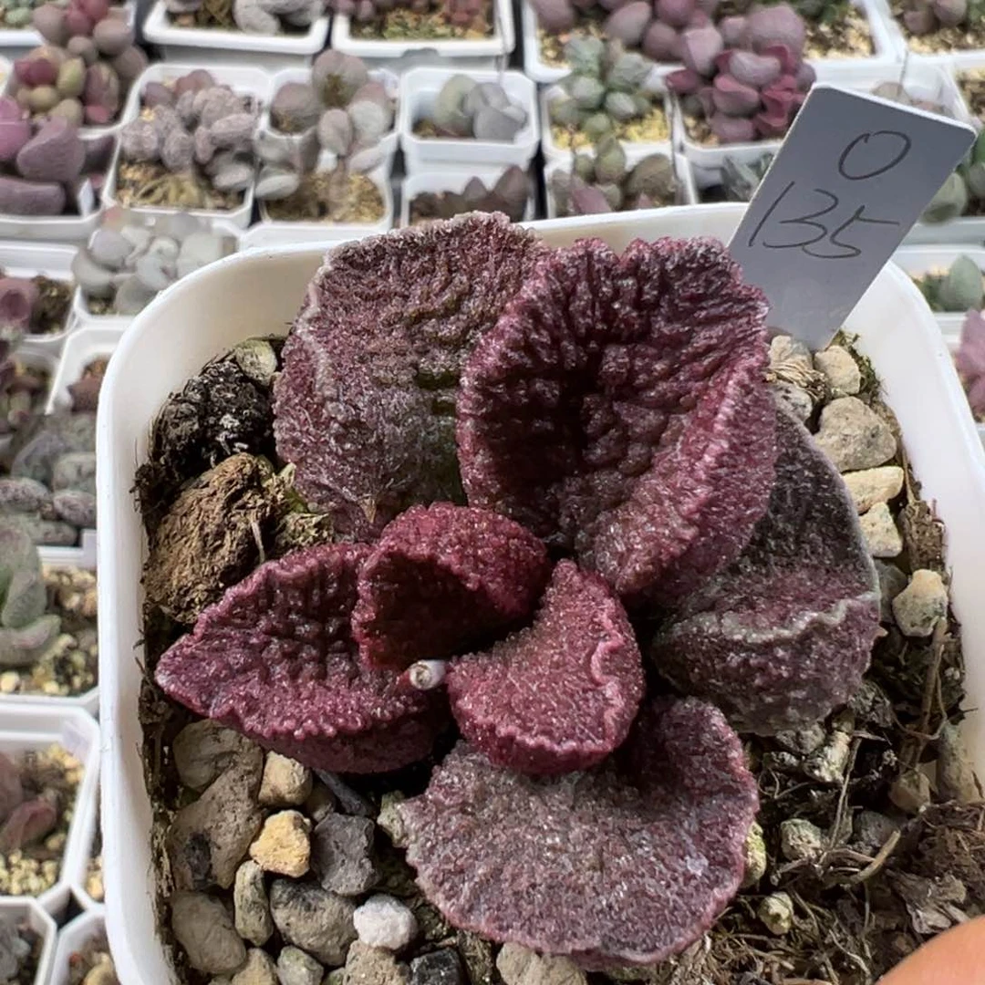 紫色系颗粒款实生新品多肉植物水泡