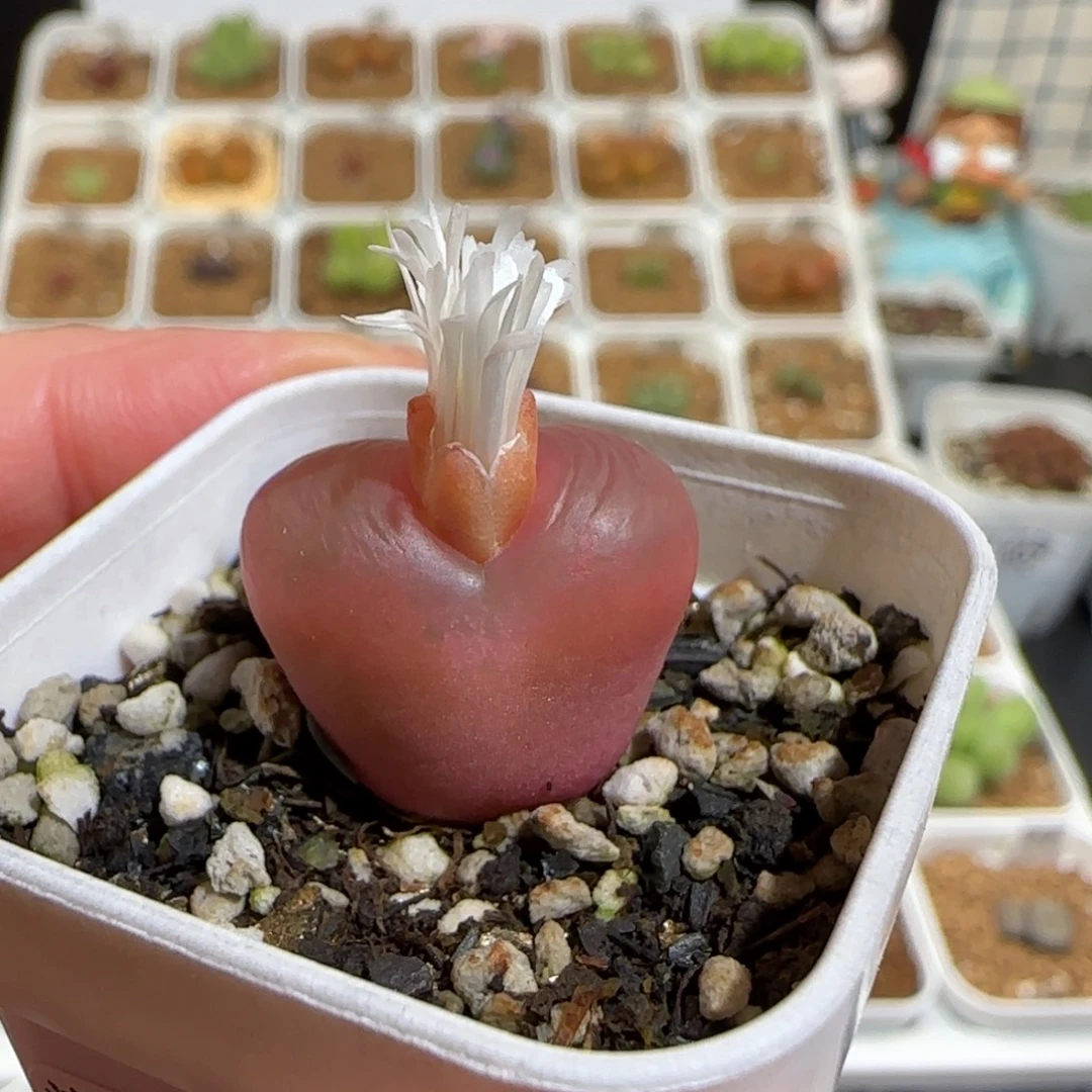 肉锥多肉植物组合-561