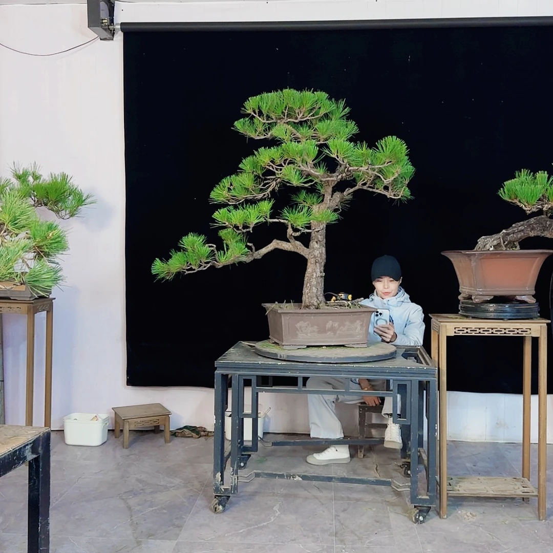 加***你无花朵黑松盆景直播间