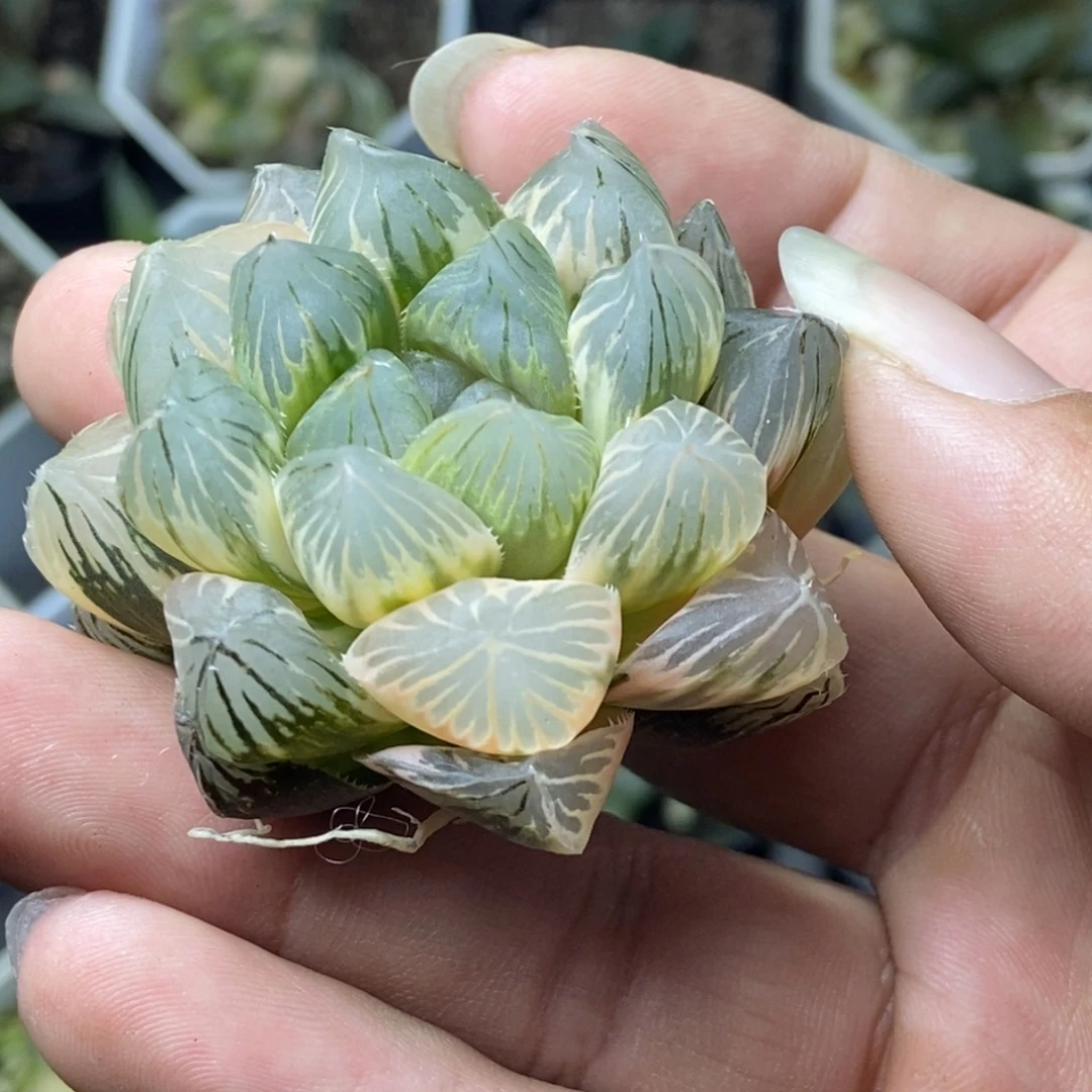 近糊斑OM玉露锦一物一拍