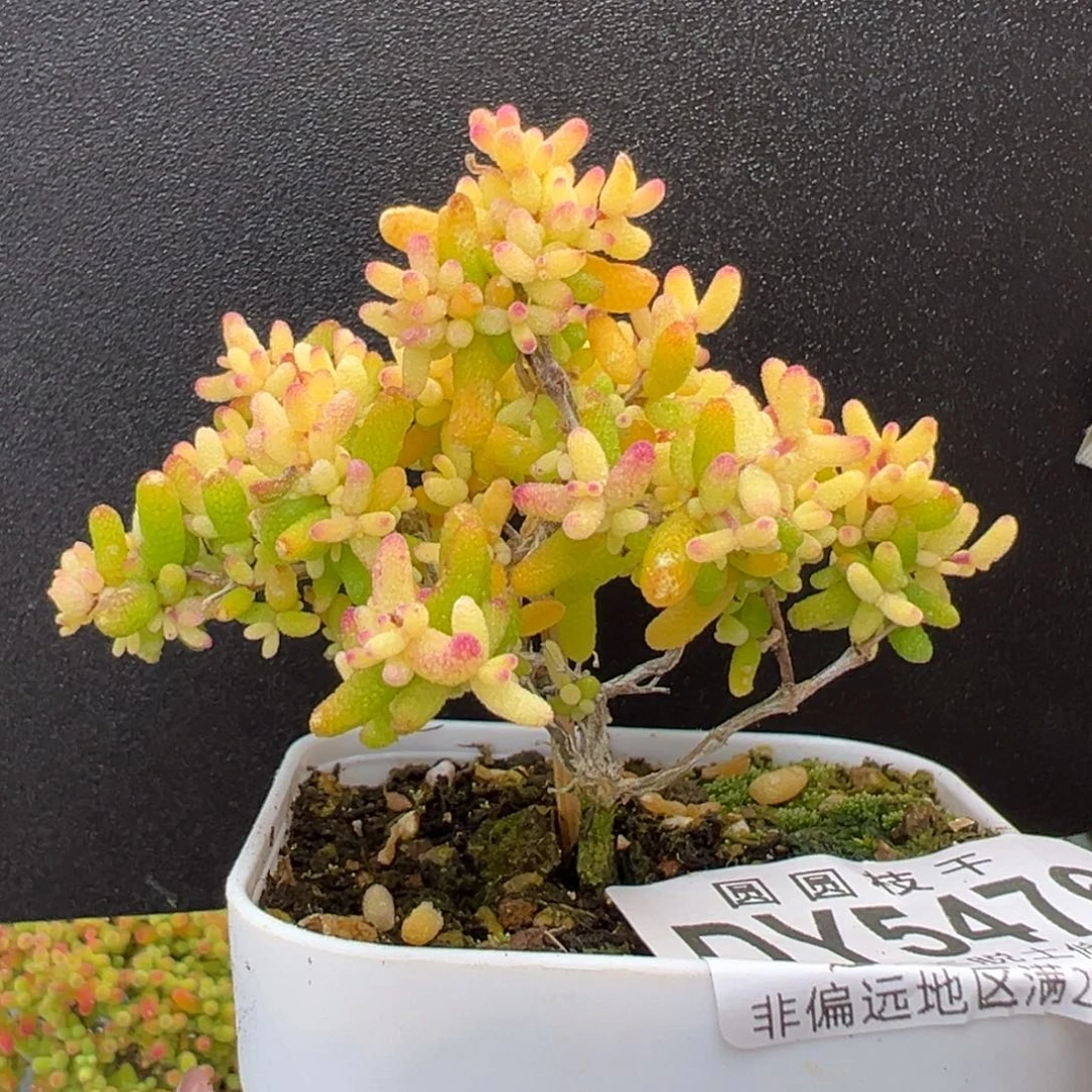 dy5476直杆小树型糖球黄化锦冠幅7cm