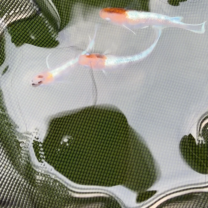 青鳉鱼编号 25 种级天照三色 3 条
