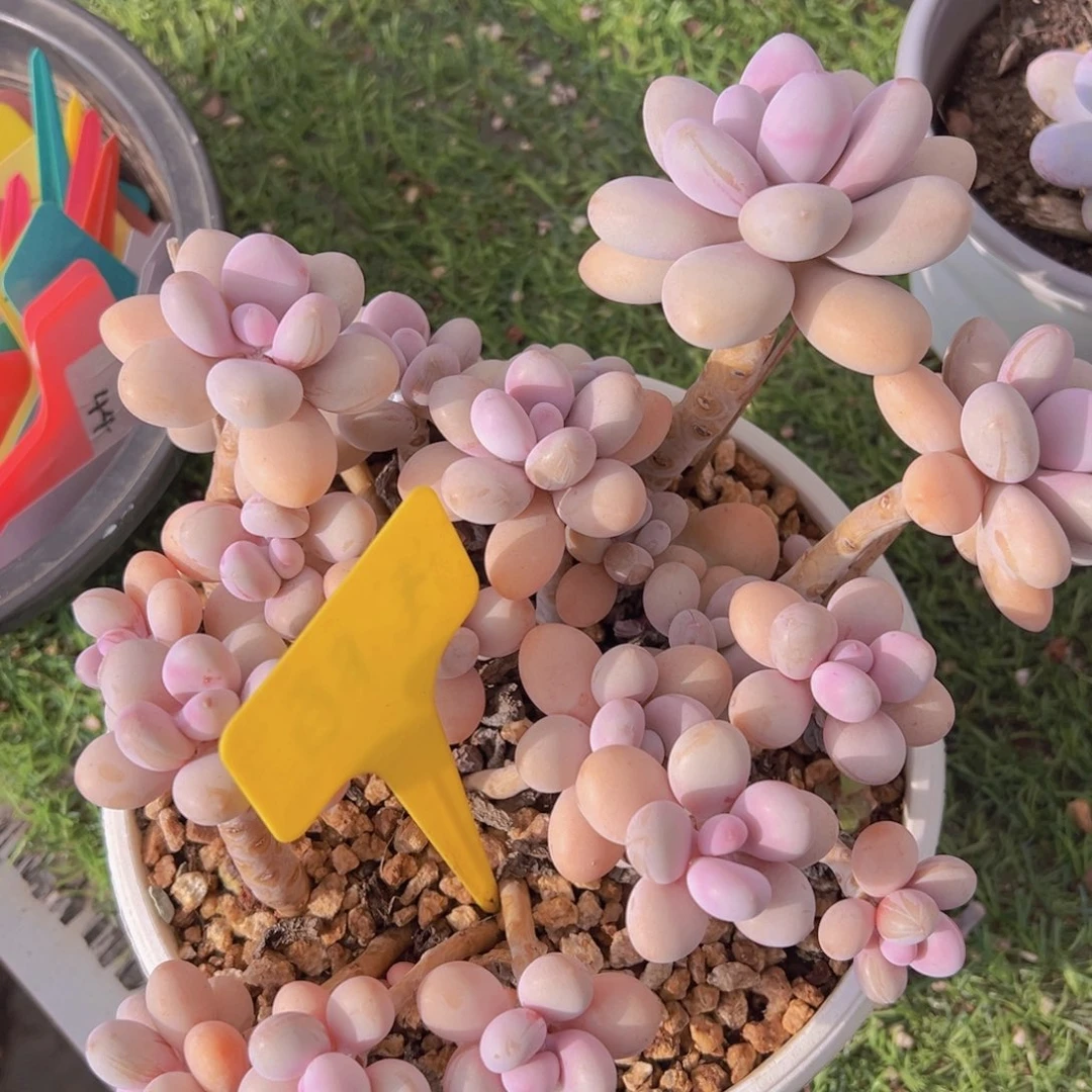 花*香玉等多种名贵的产品和