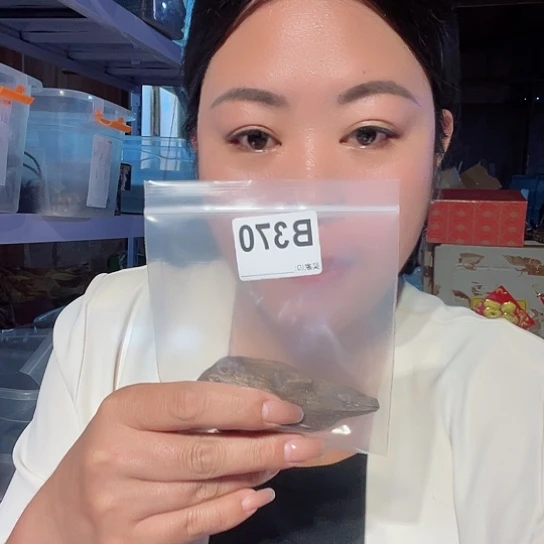 大果紫檀（缅甸花梨）?**?370