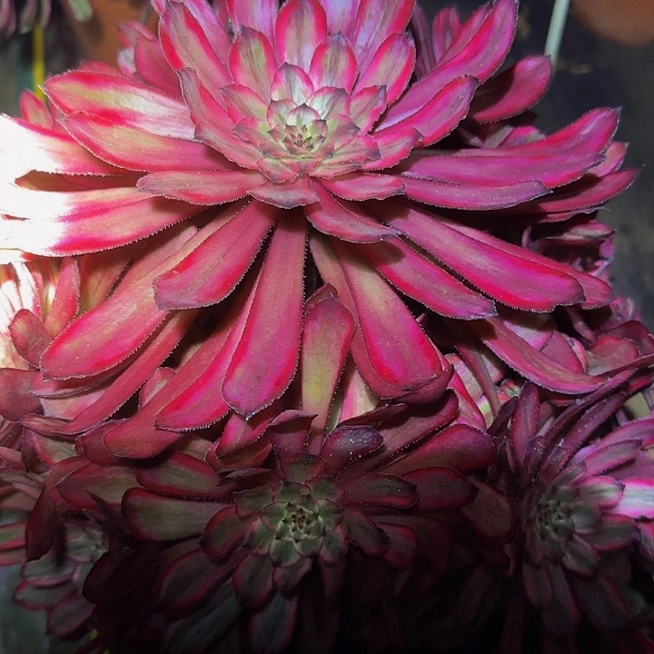 精品紫霞仙子捧花开播福利