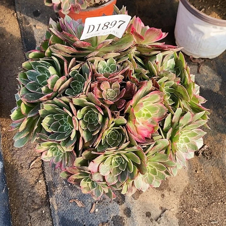 1897万话筒多肉不周正