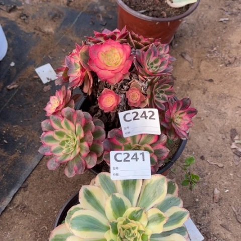 多肉植物倾城王妃