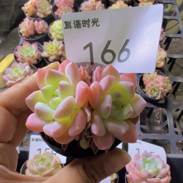 166.qqwwwwwwwwqqq