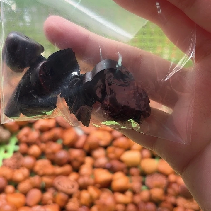 手串菩提根/象牙果